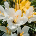 Absolu Fleur d'Oranger Tunisie