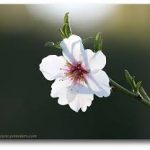 fleur d'amandier