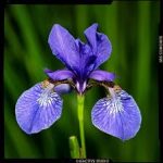 iris