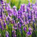 lavande