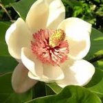 magnolia
