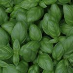 basilic