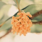 Absolu d'osmanthus