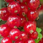 Bourgeon de cassis